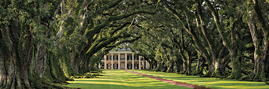 Martin Podt MPP952 - MPP952 - Oak Alley Plantation Panorama - 18x6 Photography, Landscape, House, Oak Alley Plantation, Mansion, Louisiana, Trees, Path, Front Porch from Penny Lane