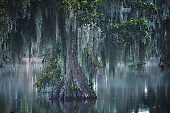 Martin Podt MPP960 - MPP960 - Curtains of Moss - 18x12 Photography, Trees, Moss, Nature, Swamp, Cedar Bog, Landscape from Penny Lane