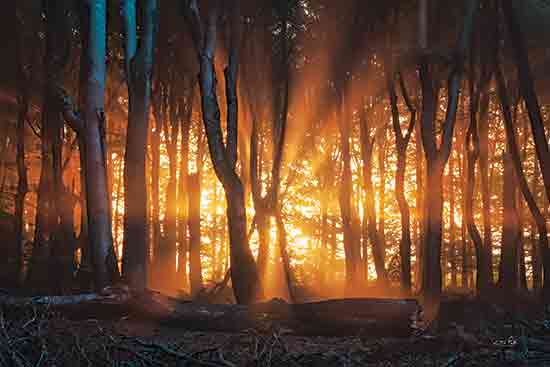 Martin Podt MPP969 - MPP969 - Glowing Forest - 18x12 Landscape, Trees, Photography, Sunlight, Glowing Forest, Nature from Penny Lane