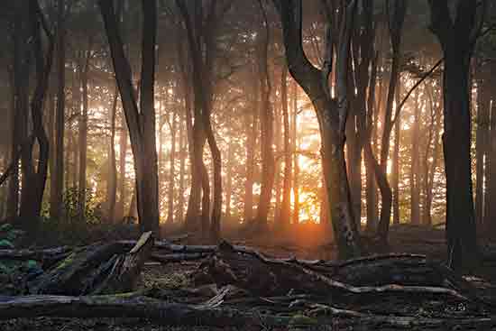 Martin Podt MPP971 - MPP971 - A New Day Begins - 18x12 Photography, Trees, Forest, Sunrise, Sun, Nature, Landscape from Penny Lane