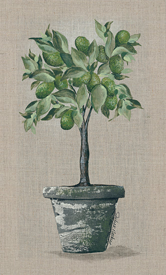 Julie Norkus NOR145 - NOR145 - Lime Tree - 10x20 Limes, Lime Tree, Potted Tree, Fruit from Penny Lane