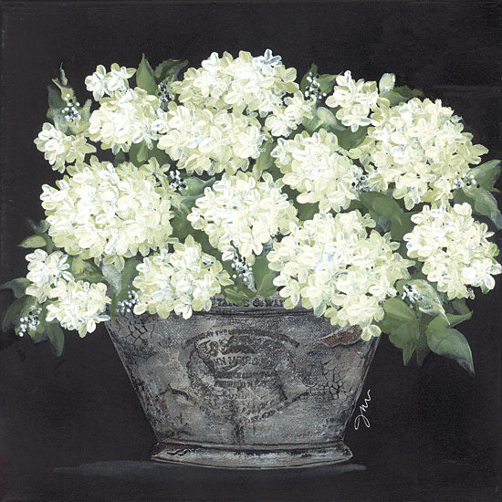 Julie Norkus NOR191 - NOR191 - Snowball Hydrangea Pail - 12x12 Hydrangeas, Snowball Hydrangeas, White Flowers, Flowers, Galvanized Pail, Black Background, Bouquet from Penny Lane