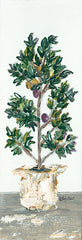 REAR305 - Olive Tree - 6x18