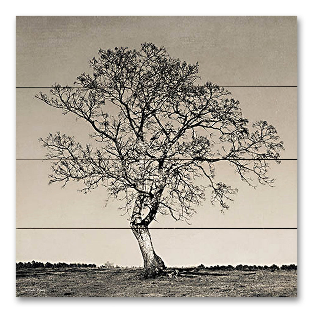 Jennifer Rigsby RIG103PAL - RIG103PAL - Tree No. 54 - 12x12 Tree, Landscape, Photography, Sepia from Penny Lane