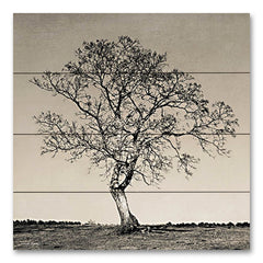 RIG103PAL - Tree No. 54 - 12x12