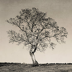 RIG103 - Tree No. 54 - 12x12