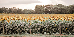 RIG105 - Sunflower Field No. 7 - 18x9