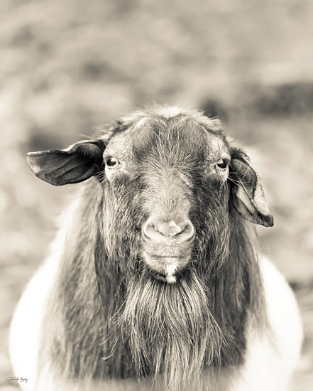 Jennifer Rigsby RIG144 - RIG144 - Goatee - 12x16 Photography, Goat, Sepia, Farm Animal  from Penny Lane