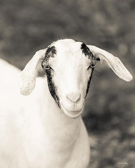 Jennifer Rigsby RIG145 - RIG145 - New Kid on the Block - 12x16 Photography, Goat, Sepia, Farm Animal  from Penny Lane