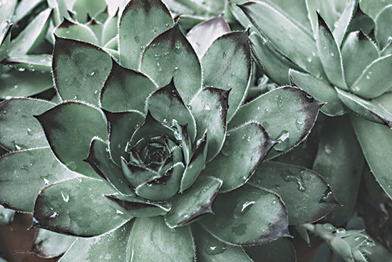 Jennifer Rigsby RIG177 - RIG177 - Dewy Succulent III - 18x12 Succulent, Cactus, Photography, Dew, Nature from Penny Lane