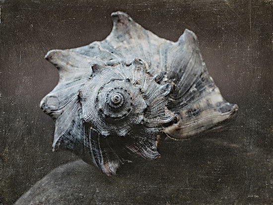 Jennifer Rigsby RIG208 - RIG208 - The Weathered Sea II - 16x12 Photography, Shell, Coastal from Penny Lane