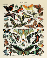 SB1078 - Papillons 1   - 12x16