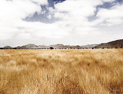 SB1116 - Meadow - 16x12
