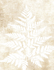SB1119 - Fern Frond 3 - 12x16