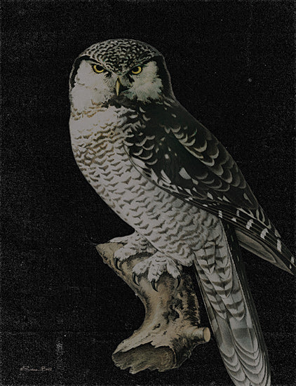 Susan Ball SB1125 - SB1125 - Moody Owl - 12x16 Owl, Bird, Nighttime, Portrait from Penny Lane
