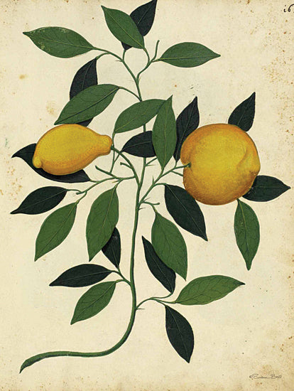 Susan Ball SB1346 - SB1346 - Lemons - 12x16 Lemons, Fruit, Fruit on the Vine, Leaves, Kitchen from Penny Lane