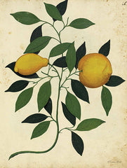 SB1346 - Lemons - 12x16