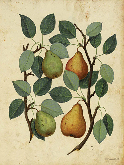 Susan Ball SB1347 - SB1347 - Pears - 12x16 Pears, Fruit, Fruit on the Tree, Leaves, Kitchen from Penny Lane
