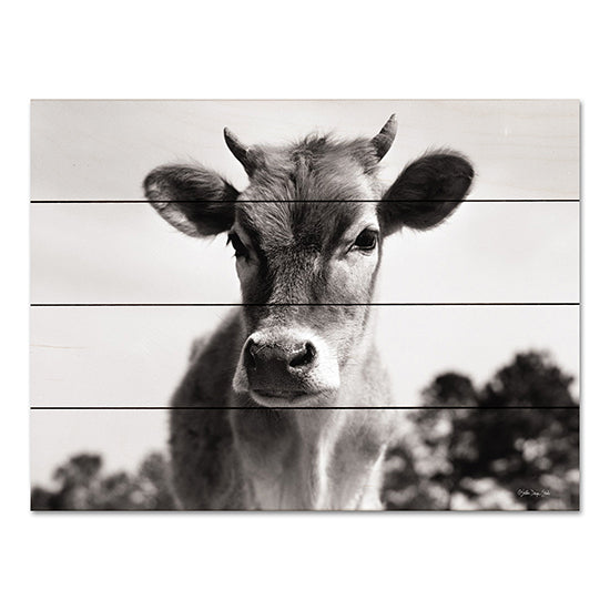 Stellar Design Studio SDS1028PAL - SDS1028PAL - Mildred - 16x12 Cow, Farm Animal, Black & White, Photography from Penny Lane