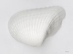 SDS1288 - Soft Scallop 3 - 16x12