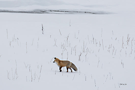 Stellar Design Studio SDS1361 - SDS1361 - Red Fox 2 - 18x12 Fox, Wildlife, Animal, Winter, Snow, Photography, Landscape from Penny Lane