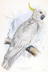 SDS1430 - Cockatoo - 12x18