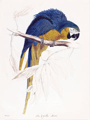 SDS1431 - Blue Macaw - 12x18