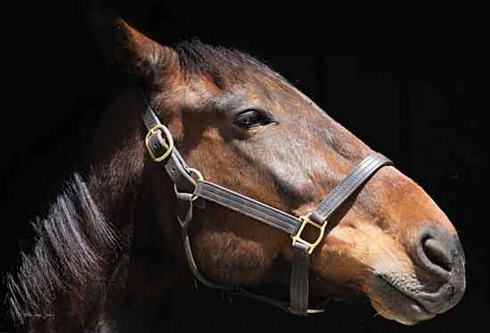 Stellar Designs Studio SDS403 - SDS403 - Sir Francis - 18x12 Horse, Farm Animal, Portrait, Photography from Penny Lane