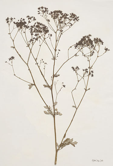 Stellar Design Studio SDS869 - SDS869 - Herbarium Collection 1 - 12x18 Herbarium Collection, Dried Plants, Wildflowers, Nature from Penny Lane