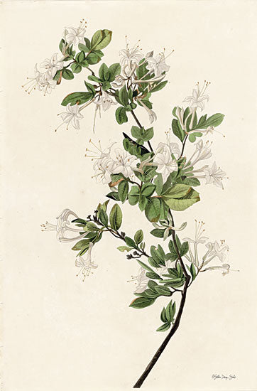 Stellar Design Studio SDS871 - SDS871 - Wood Pewee - 12x18 Flowers, White Flowers, Branch, Blossoms, Botanical from Penny Lane