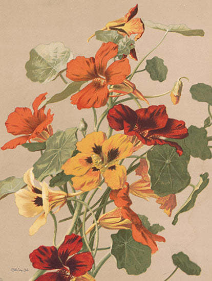 Stellar Design Studio SDS950 - SDS950 - Antique Botanical Collection 2 - 12x18 Flowers, Old Fashioned, Traditional, Fall , Autumn, Botanical from Penny Lane
