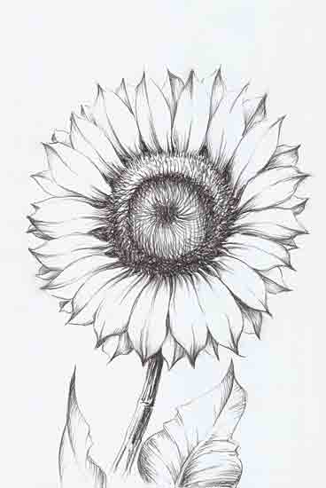 White Ladder WL256 - WL256 - Sunflower Sketch - 12x18 Flower, Sunflower, Sketch, Drawing Print, Black & White, Fall from Penny Lane