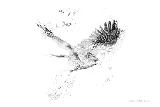 Bluebird Barn BLUE110 - Wingspread Minimalist Hawk - 18x12 Hawk, Birds, Black & White, Filter from Penny Lane