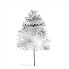 BLUE115 - Modern Mountain Birch Tree - 12x12