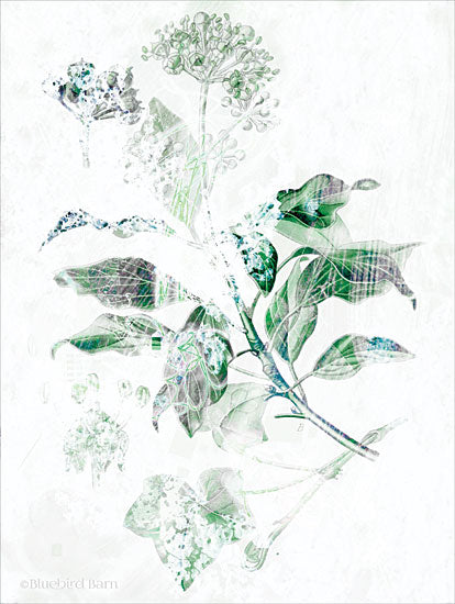 Bluebird Barn BLUE137 - BLUE137 - Verbena Botanical   - 12x16 Abstract, Verbena, Flowers, Botanical from Penny Lane