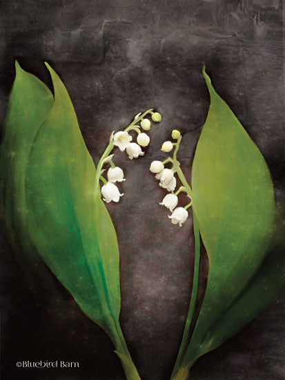 Bluebird Barn BLUE239 - Contemporary Floral Lily of the Valley - 12x16 Flowers, Lily of the Valley, White Flowers from Penny Lane