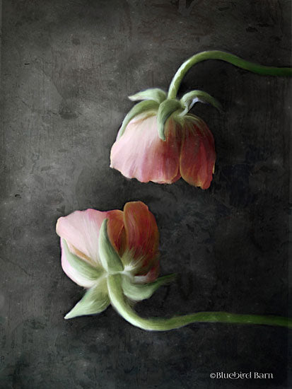 Bluebird Barn BLUE241 - Contemporary Floral Pink Ranunculus - 12x16 Flowers, Ranunculus, Pink Flowers from Penny Lane