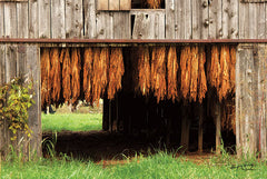 BOY397 - Tobacco Barn - 18x12