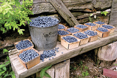 HOO122 - Blueberries Picked - 18x12