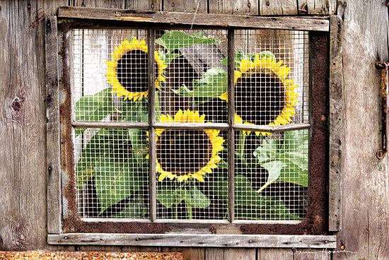 Irvin Hoover HOO123 - HOO123 - Looking In - 18x12 Sunflowers, Flowers, Window Pane, Photography, Autumn from Penny Lane