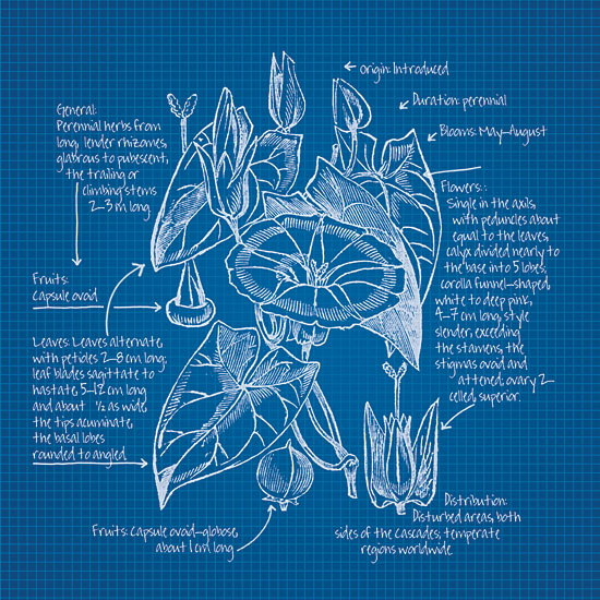 JG Studios JGS240 - JGS240 - Blueprint Florals III - 12x12 Blueprint, Flowers, Botanical from Penny Lane