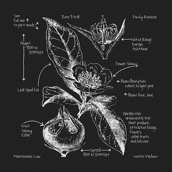 JG Studios JGS242 - JGS242 - Blackprint Florals I - 12x12 Blueprint, Flowers, Botanical from Penny Lane