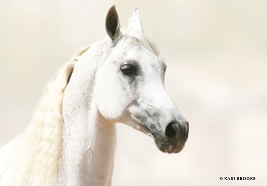 Kari Brooks KARI117 - KARI117 - Aloof - 18x12 Photography, Horse, White Horse, Portrait from Penny Lane