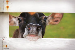 LD1223 - Cow at Fence - 18x12