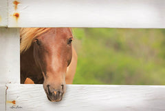 LD1225 - Horse at Fence - 18x12