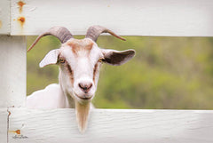 LD1226 - Goat at Fence - 18x12