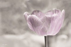 LD1354 - Violet Tulip - 18x12