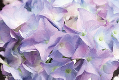 LD1355 - Violet Hydrangeas - 18x12