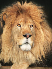 LD1403 - King of the Jungle - 12x16