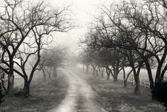 LD1412 - Foggy Lane - 18x12